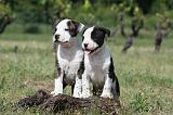 AMSTAFF  PUPPIES 099